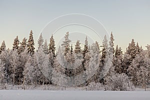 Sunset light over a forest covered with snow