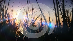 Sunset light sea grass hd