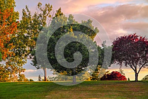 Sunset light on a summer evening in a Dawson Creek park, HIllsboro, Oregon.