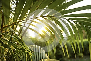 Sunset light view throu the green leaves