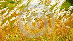 Sunset light and white grass flowers swing by wind in meadow