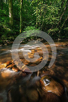 Sunset lights sneak through the forest and illuminate the reddish pebbles of a river