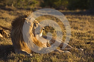 Sunset Lion