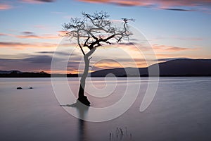 Sunset at Lone Tree at Milarrochy Bay Loch Lomond
