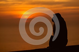 Sunset with lonely monkey