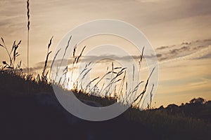 Sunset Through Long Grass Silhouette