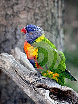 Sunset Lorikeet