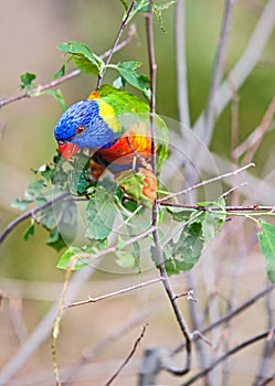 Sunset Lorikeet