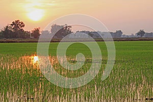 Sunset at the lush green rice paddies soft focus.