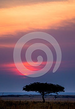 Sunset in the Maasai Mara National Park. Africa. Kenya.