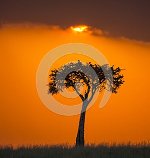 Sunset in the Maasai Mara National Park. Africa. Kenya.