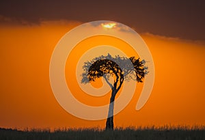 Sunset in the Maasai Mara National Park. Africa. Kenya.