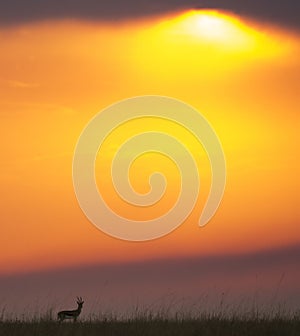 Sunset in the Maasai Mara National Park. Africa. Kenya.