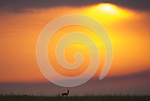 Sunset in the Maasai Mara National Park. Africa. Kenya.