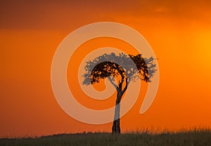 Sunset in the Maasai Mara National Park. Africa. Kenya.