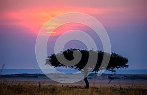 Sunset in the Maasai Mara National Park. Africa. Kenya.