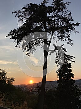 Trees, city, Montjuic mountain, panoramic view, sunset
