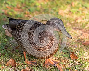 Sunset on a Mallard Duck, Lamarche, Quebec