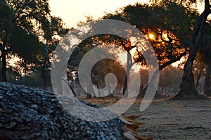 Sunset in mana-pools national park