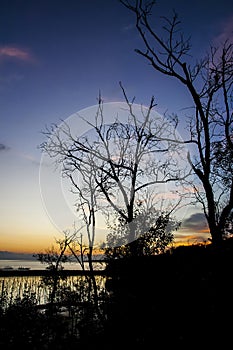 Sunset at mangrove forest