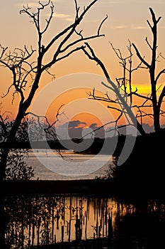 Sunset at mangrove preservation area photo