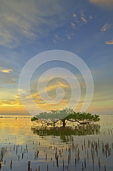 Sunset and Mangrove tree