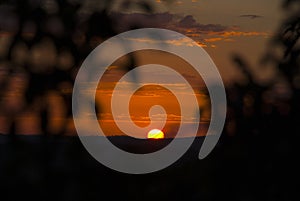 Sunset in the Mayan biosphere in the department of El Peten, Guatemala, silhouette of trees and trop