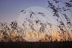 Sunset on the meadow. Long summer dry grass against a sunset