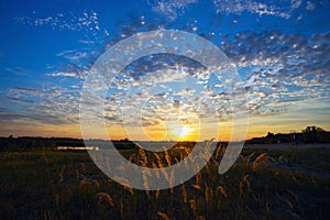 Sunset in a meadow with reed.