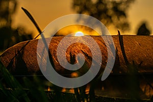 Sunset on meadow, sun setting behind a feather quill on the grass, blurred background, golden hour sunlight, feather