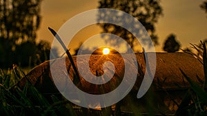 Sunset on meadow, sun setting behind a feather quill on the grass, blurred background, golden hour sunlight, feather