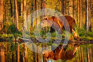 Sunset, morning light with big brown bear walking around lake in the morning light. Dangerous animal in nature forest and meadow