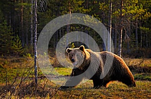 Sunset, morning light with big brown bear walking around lake in the morning light. Dangerous animal in nature forest and meadow