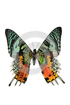 The Sunset Moth (Urania riphaeus)