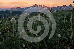 Sunset from Mt Rainier National Park across an field of alpine meadow flowers to mountain range