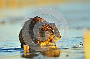 Sunset Muskrat