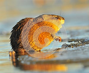 Sunset Muskrat