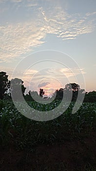 Sunset at my corn garden
