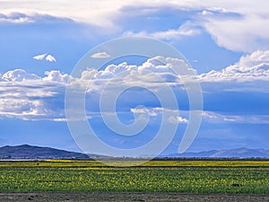 sunset with natural grasses with yellow flowers and stormy clouds nearby