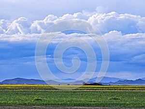 sunset with natural grasses with yellow flowers and stormy clouds nearby