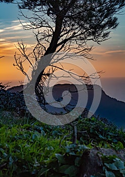 Backlight tree sunset in Mallorca