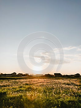 Sunset nature horizon meadow outdoors clouds summer background. Sun shining to dandelions at evening.