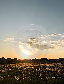 Sunset nature horizon meadow outdoors clouds summer background. Sun shining to dandelions at evening.