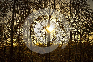 The sunset.Nature.Silhouette tree.