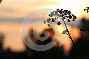 Sunset nature tree sihleuette