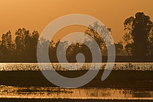 Sunset in nepali swamp, at Bardia, Nepal