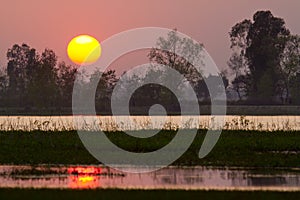 Sunset in nepali swamp, at Bardia, Nepal