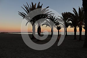 Sunset in an oasis of palm trees on the beach in southern Spain