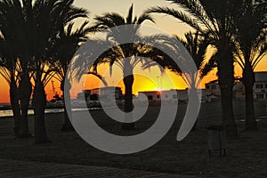 Sunset in an oasis of palm trees on the beach in southern Spain.