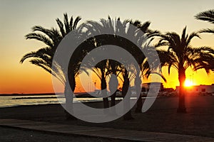 Sunset in an oasis of palm trees on the beach in southern Spain.